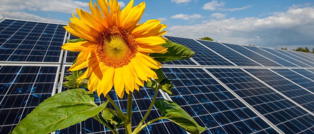 Inwertery oferowane przez Energę Obrót na liście certyfikowanych urządzeń PTPiREE