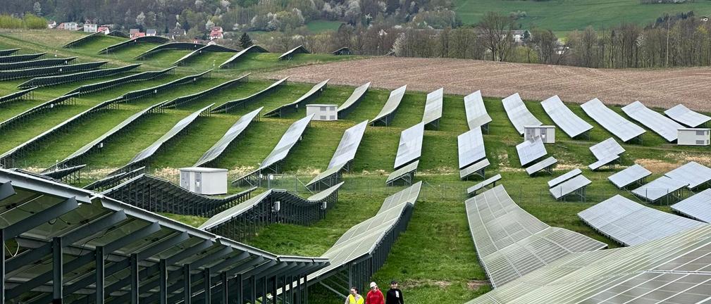 Agrofotowoltaika w najlepszym wydaniu. Pierwsze zbiory czosnku niedźwiedziego na farmie fotowoltaicznej w Zgorzelcu