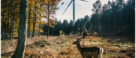 Wyjaśnienie Dyrekcji Generalnej Lasów Państwowych w związku z publikacjami w Internecie na temat projektu “Las Energii”